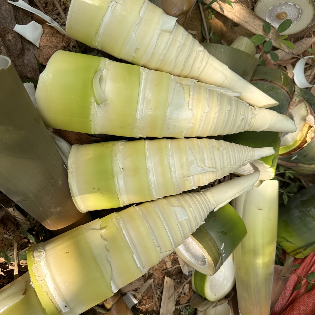 过季清空明年上新广东英德新鲜麻竹笋当季蔬菜现挖正宗新鲜竹笋