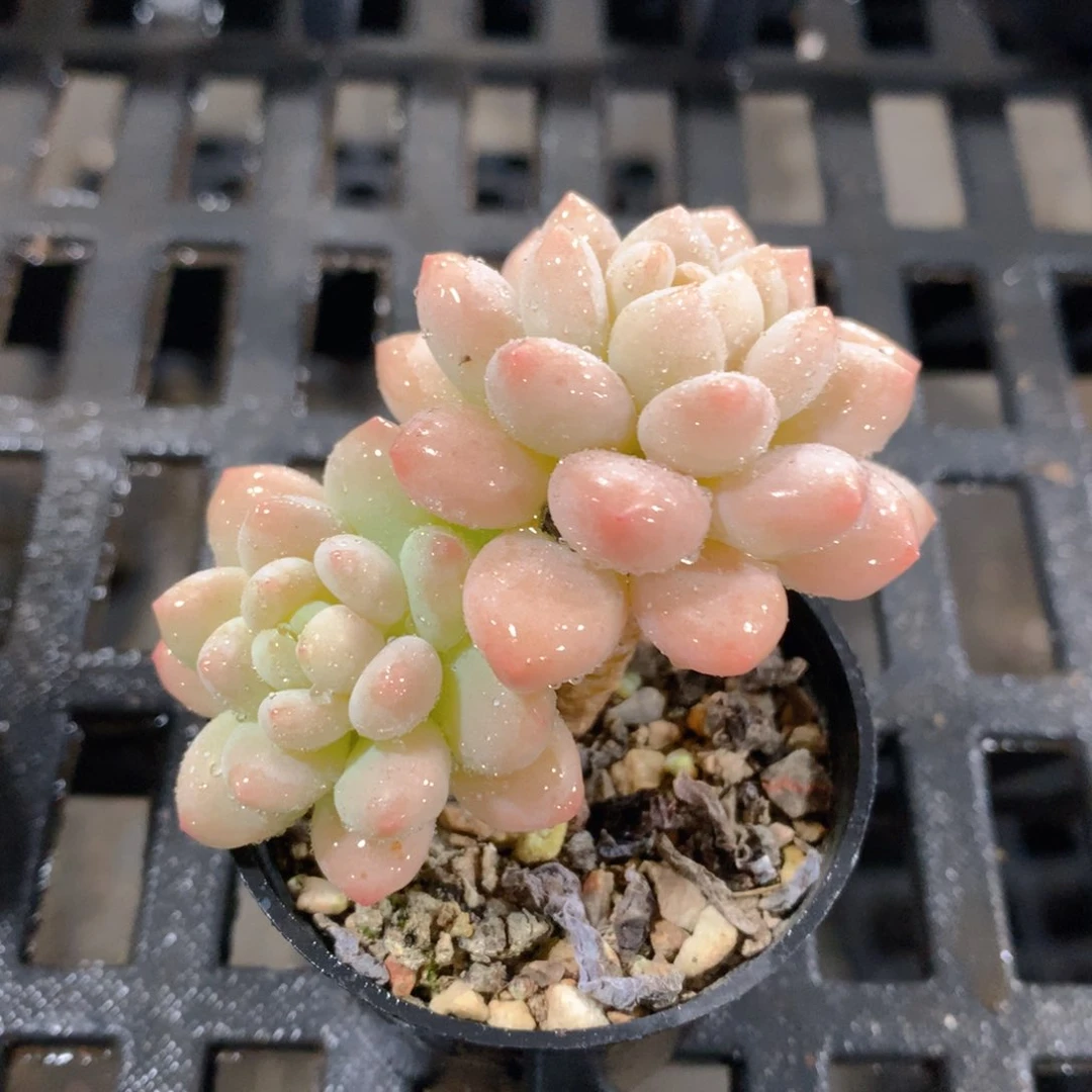 肉萌萌精控多肉 5cm盆量拍 达芙妮双头