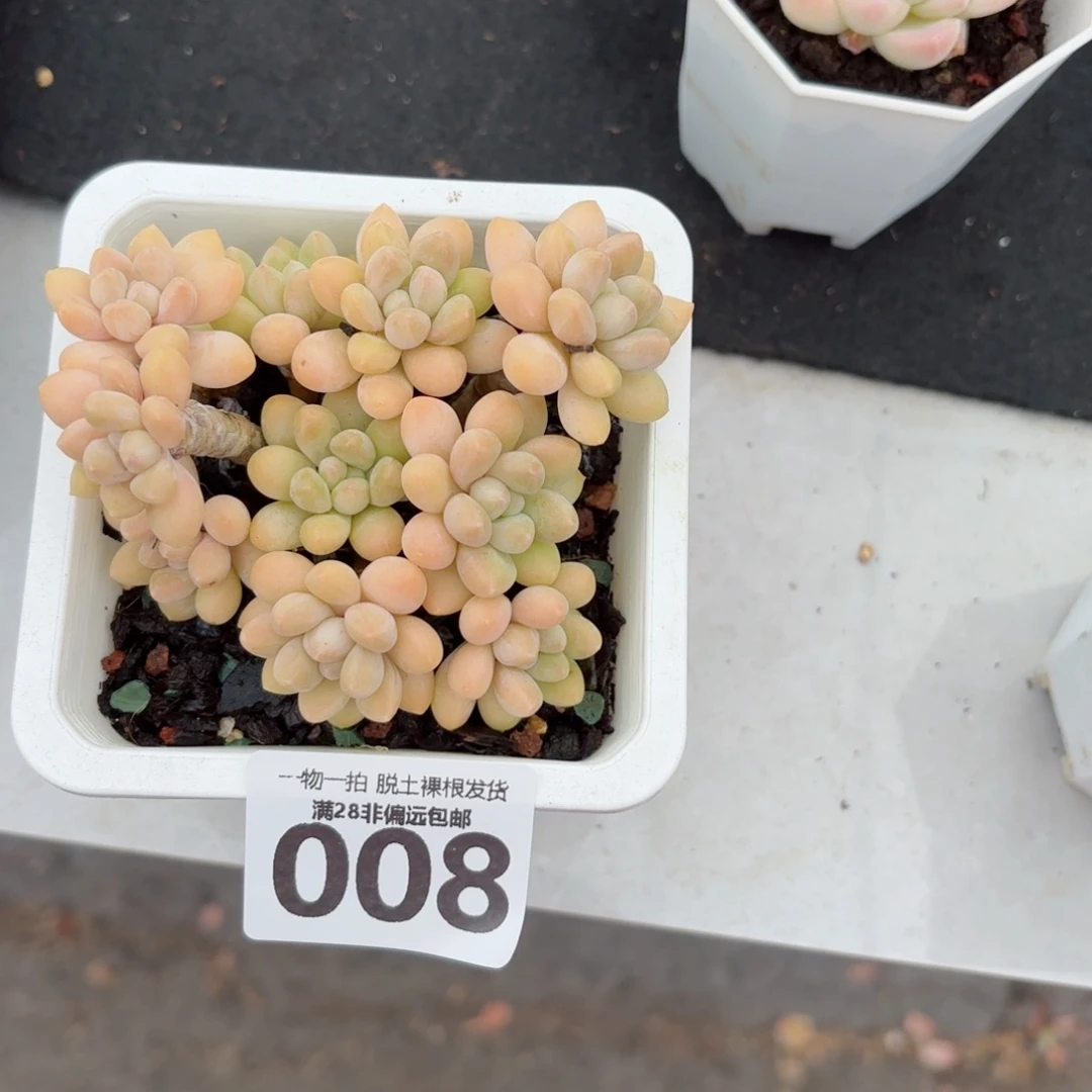 奶酪蛋糕无盆土发货