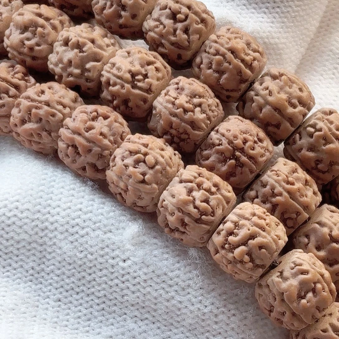 长***糕印度尼西亚小金刚葛地利纯血一代龙9大加长串