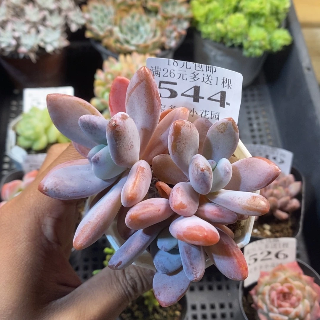 三头粉兔群一物一拍满18包邮满26送一颗多肉