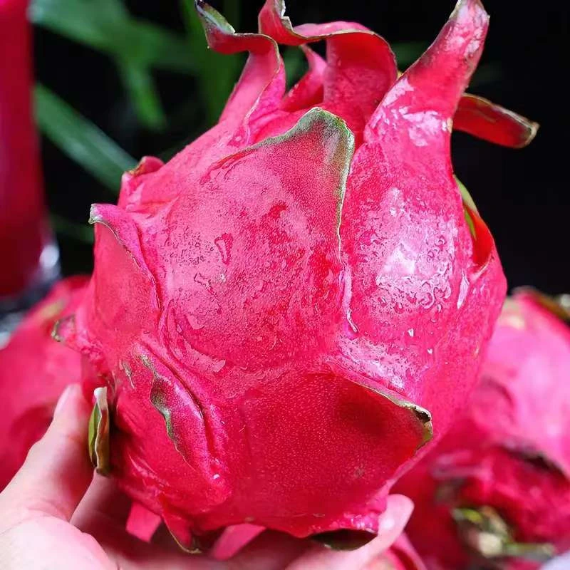 【金都一号】正宗红心火龙果新鲜当季水果香甜皮薄5斤火龙果爆甜