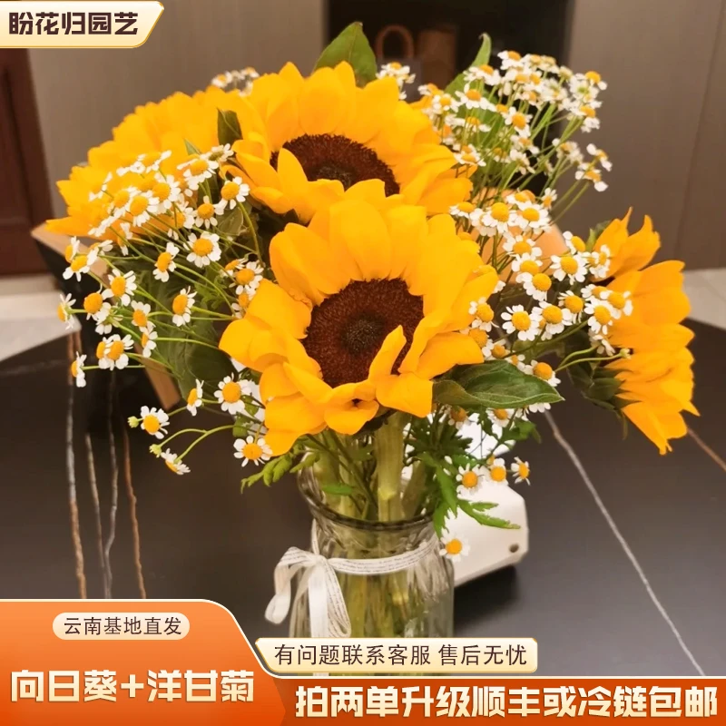 【向日葵+洋甘菊】云南鲜切基地直发（拍两单升级顺丰或冷链包邮）