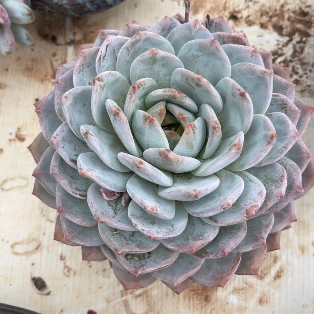 新疆西藏内蒙不包邮，橙子