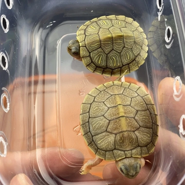 巴西彩龟母6666666