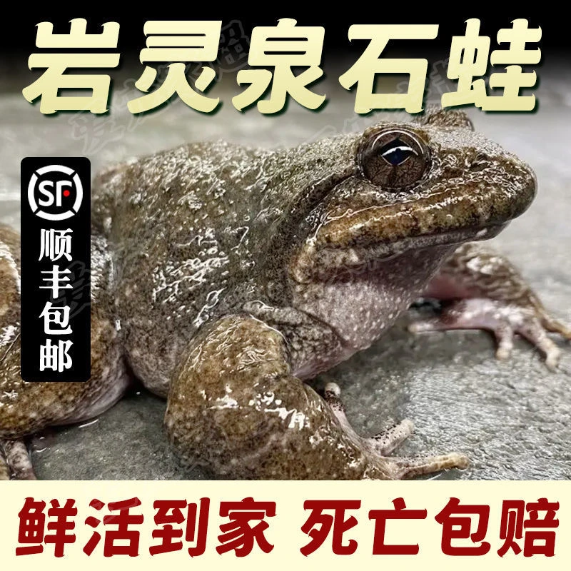 丽水龙泉石泉蛙鲜活石泉鸡深山石冻滋补妇孺月子老人大补食补好物