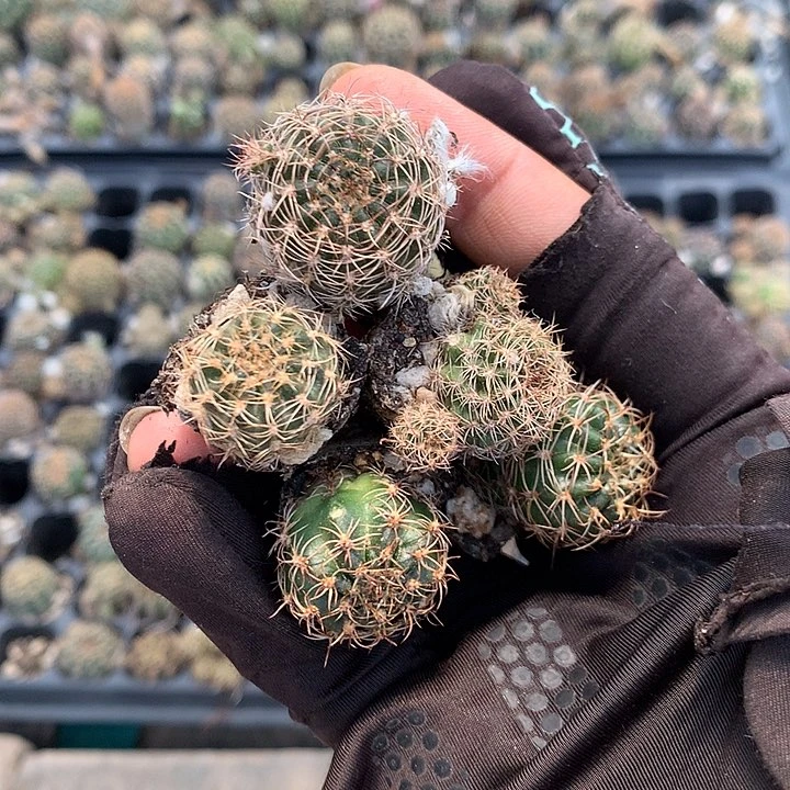 实生丽花1-2.5之间7颗