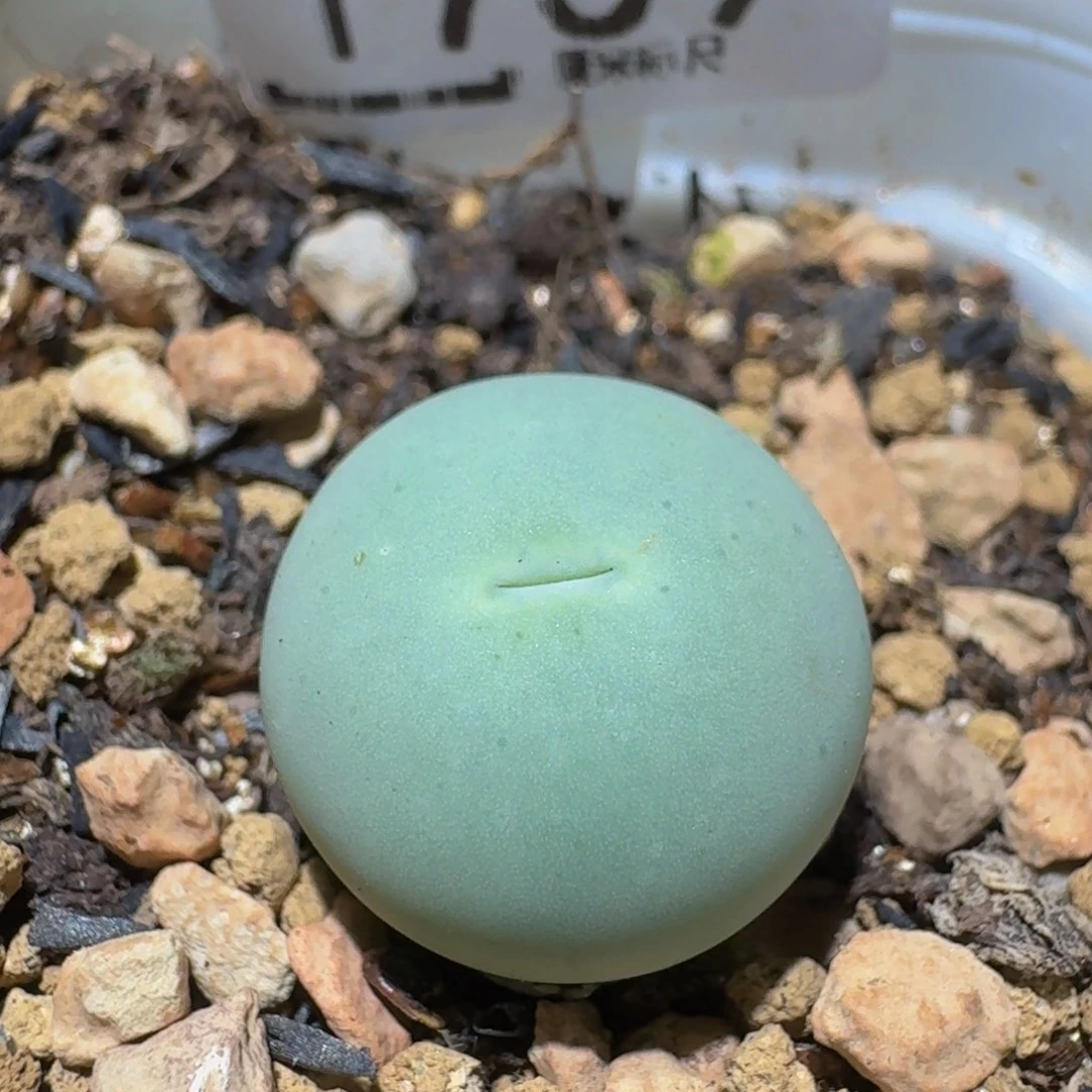 Ssss精品生石花1759大母本