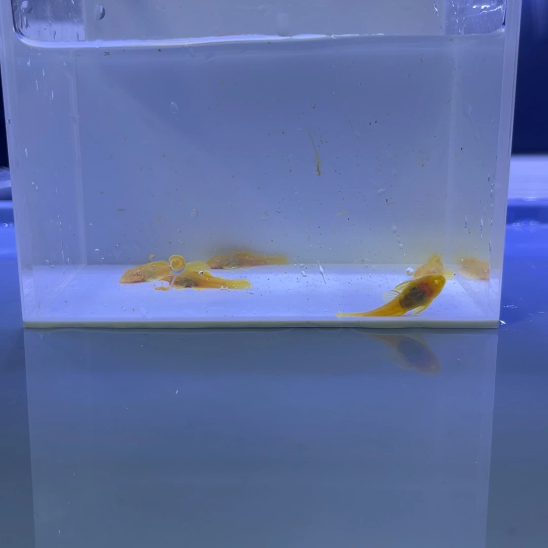 孔雀鱼胡子5条开箱视频报损