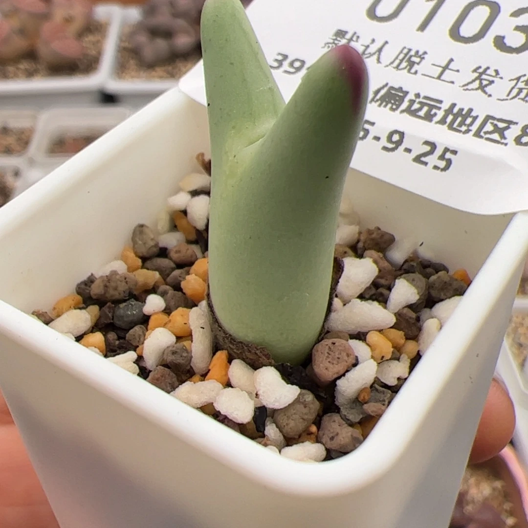 0103号 龙猫少将多肉植物