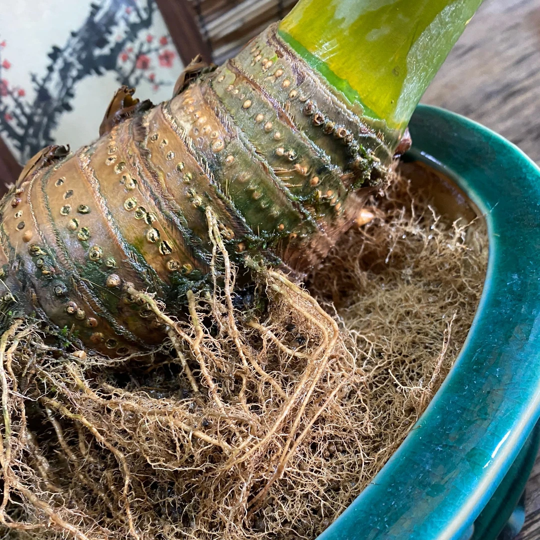 簕竹生桩促根养根液