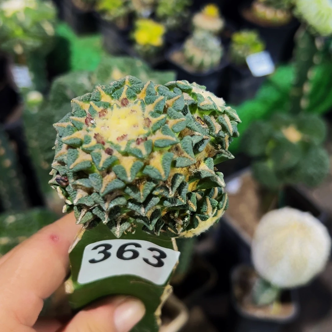 无花朵福利大尤黑牡丹群363