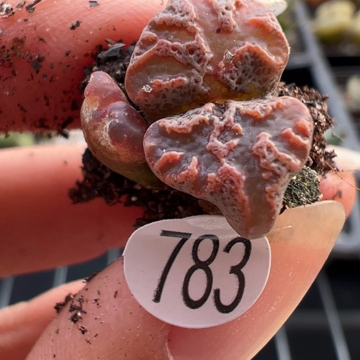 783号1111111111有伤11111