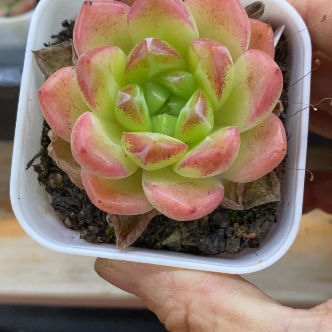精品多肉一物一拍不包整96