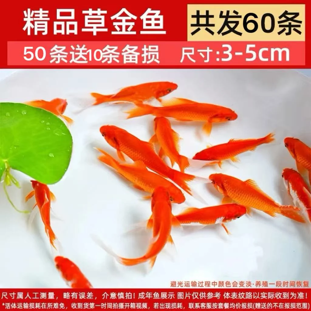 新年特惠60条草金鱼烈艳红冷水淡水观赏鱼好养耐活新手鱼长尾活鱼