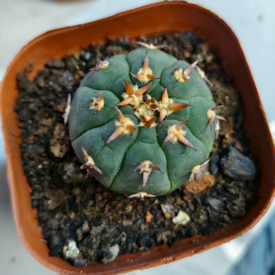 实生根猫爪仙人球一物一拍