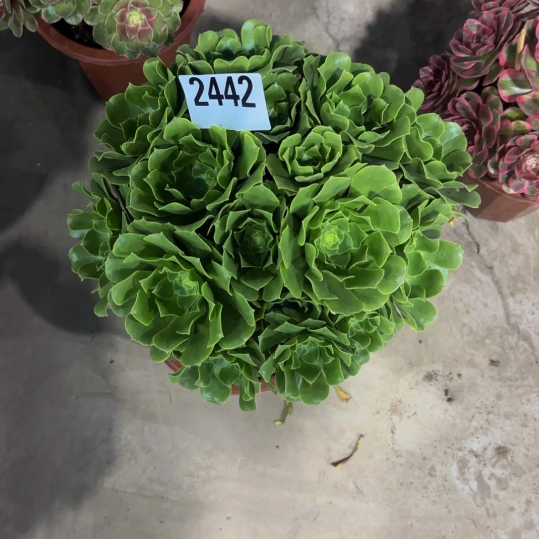 无花朵2442绿杨蓉111111