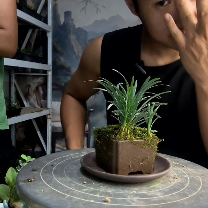 R****l中青园艺一物一拍260