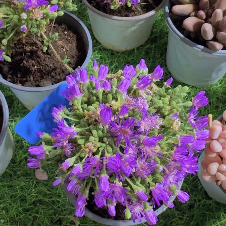 健健康康平平安安