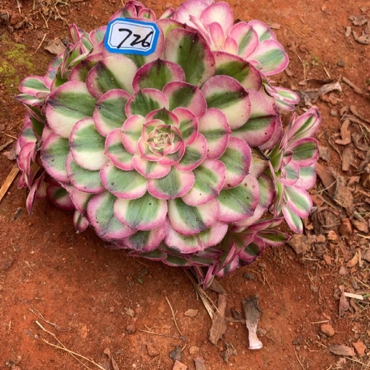 726，不带根荔枝法师锦