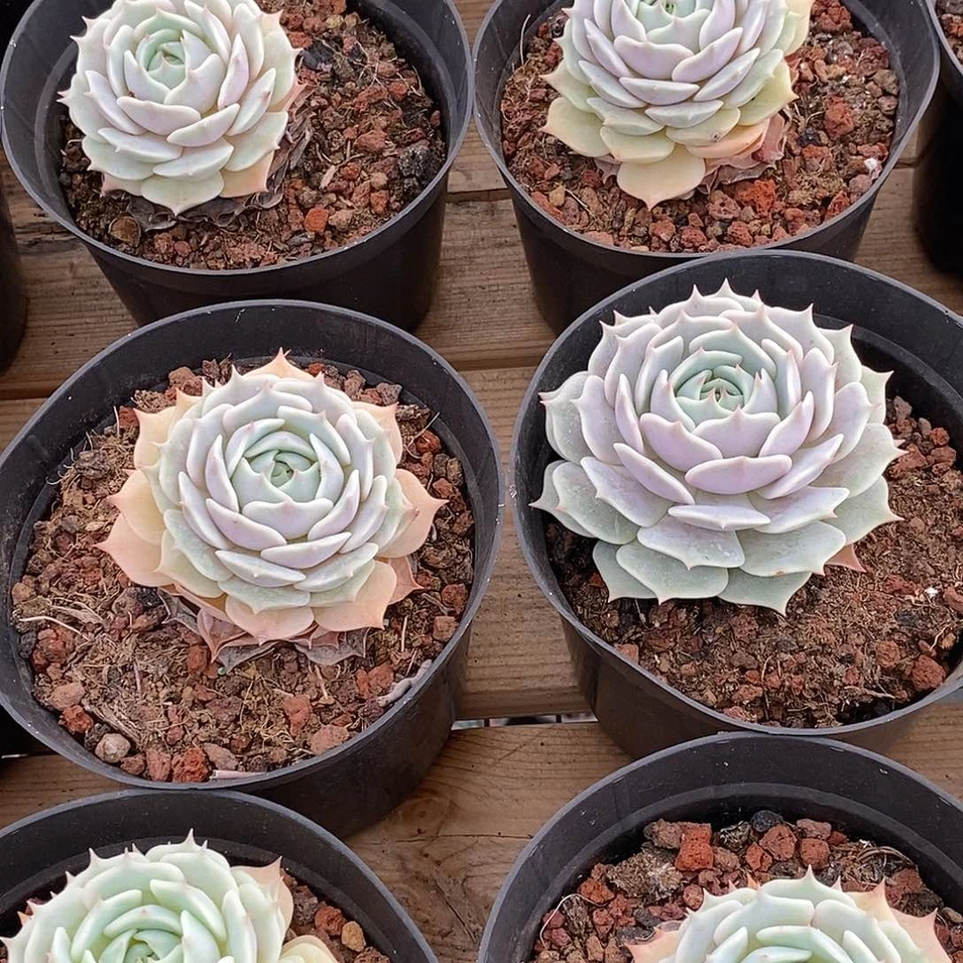 金汇园艺，65露娜莲单头