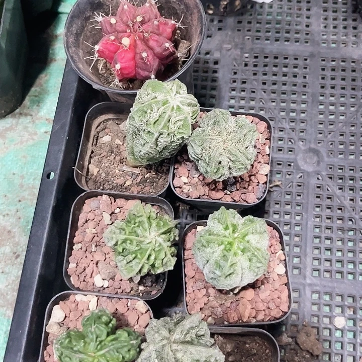 袁***黎组合一物一拍包邮