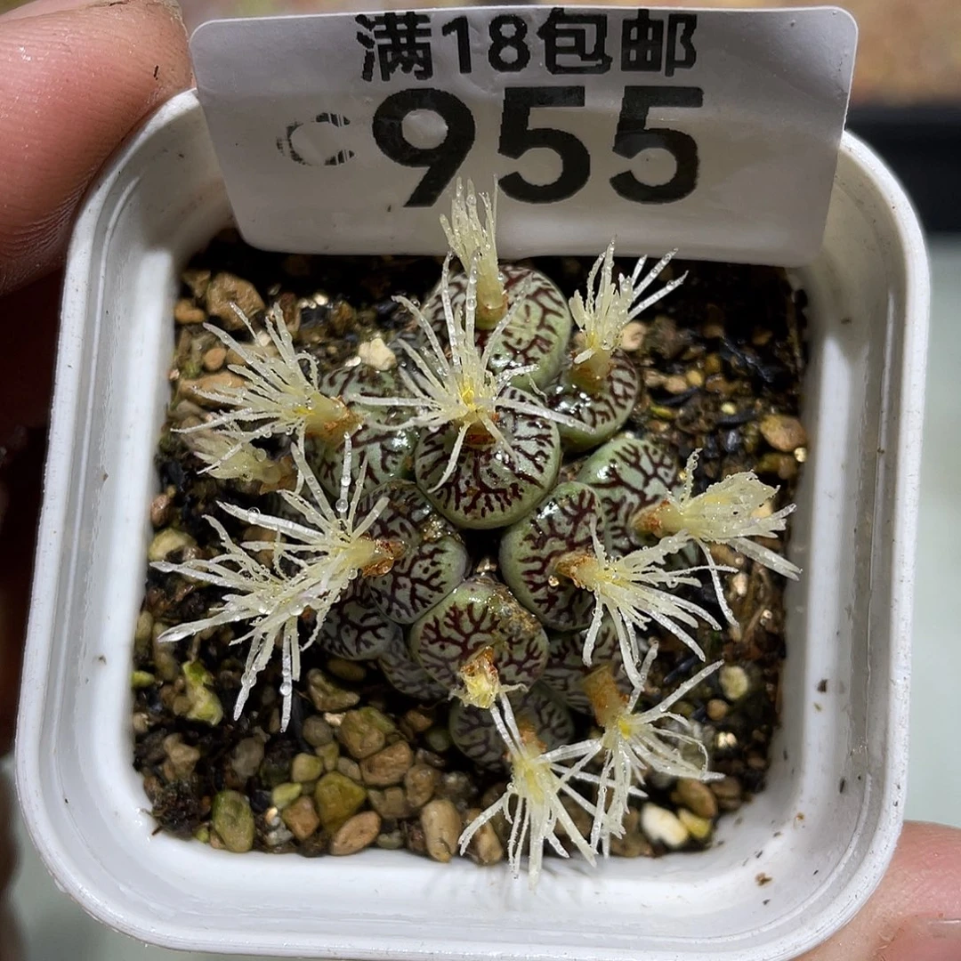 当天凑满十八元包邮955