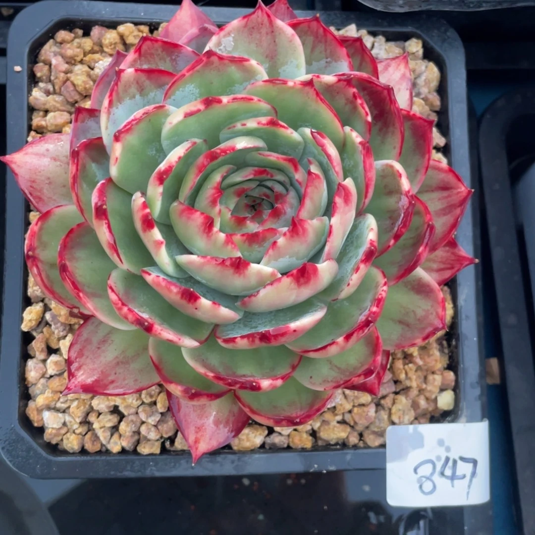 惊鸿仙子冠服16左右