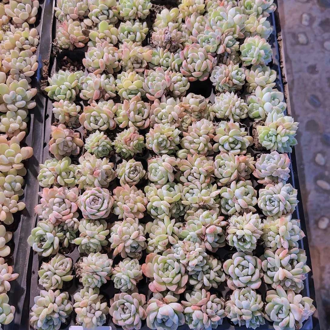 直播一物一拍多肉114