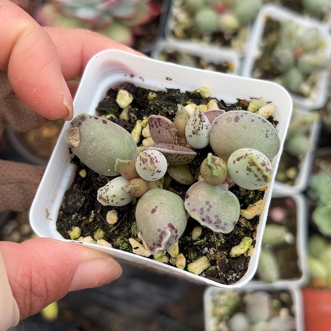 多肉植物多肉植物