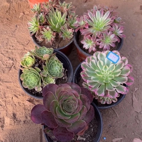 默***闻574多肉植物组合，