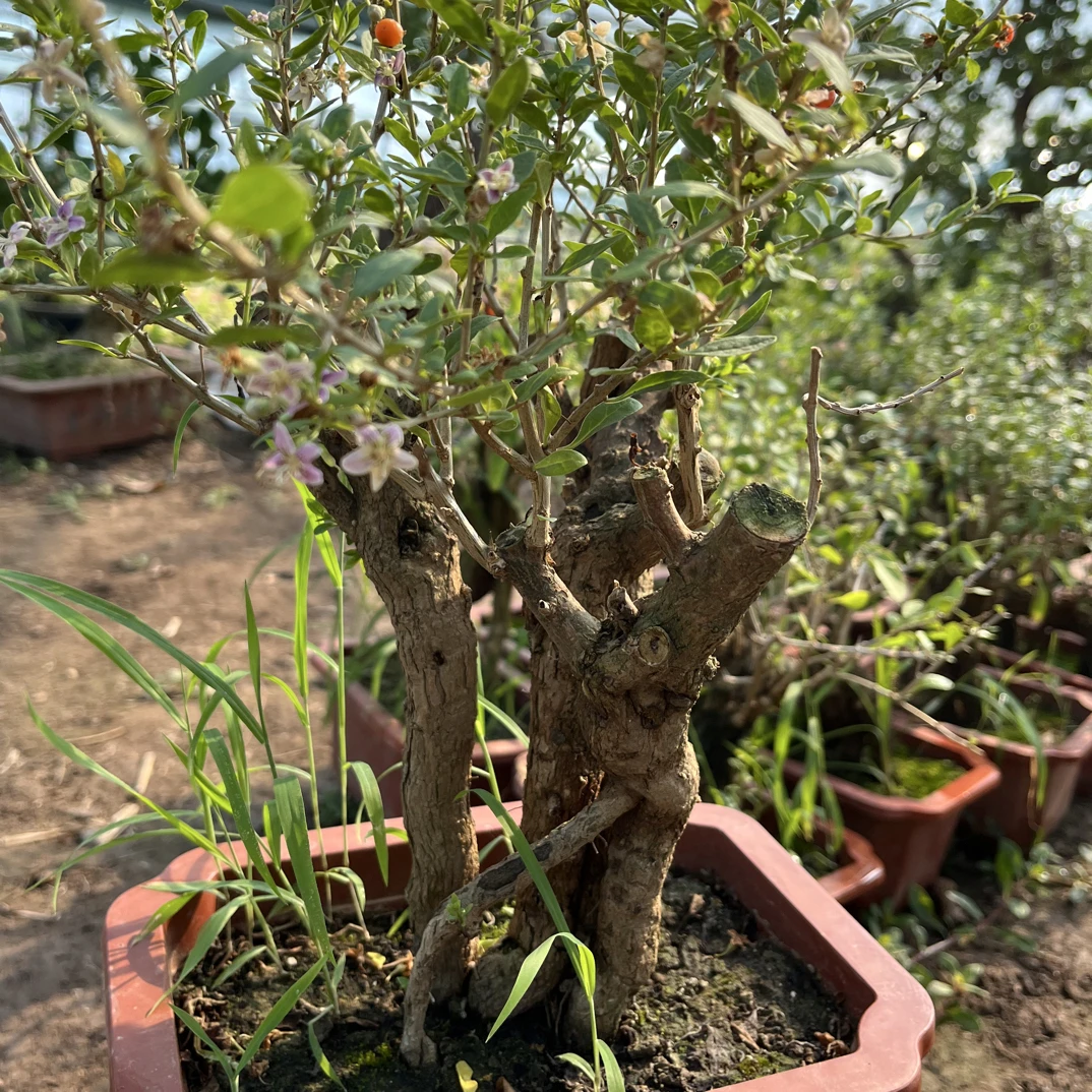 一物一拍枸杞老桩盆景联系主播