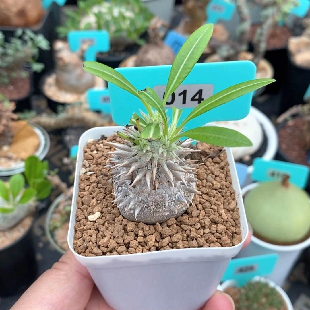 慧比大黑多肉植物