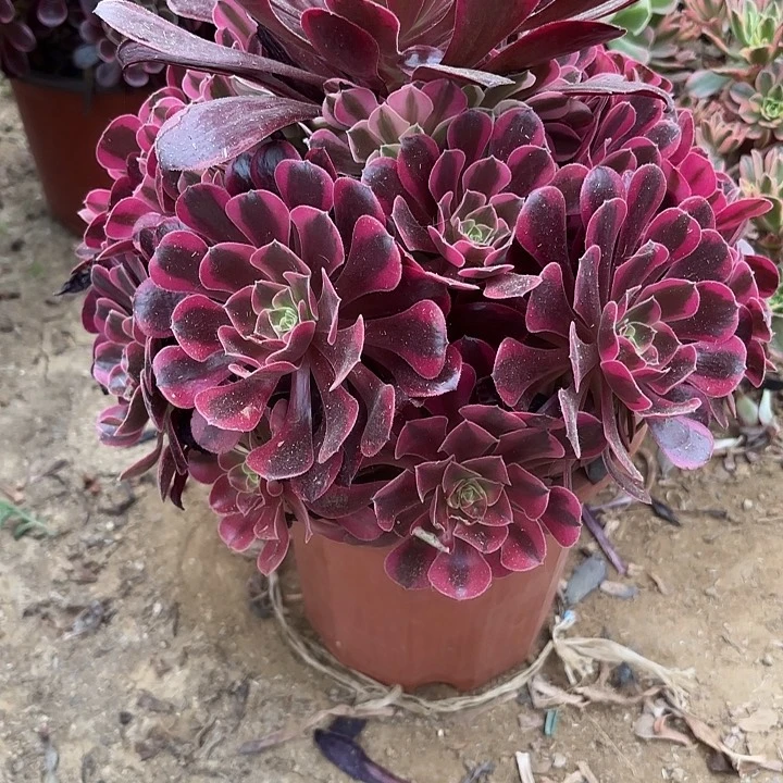 多肉植物金丝雀24