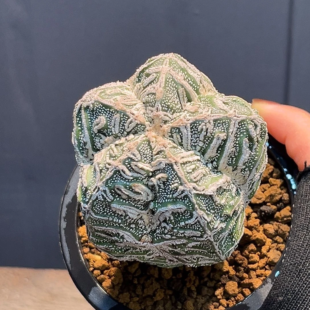 恩冢Zzzzzzzzzzzzzzzz