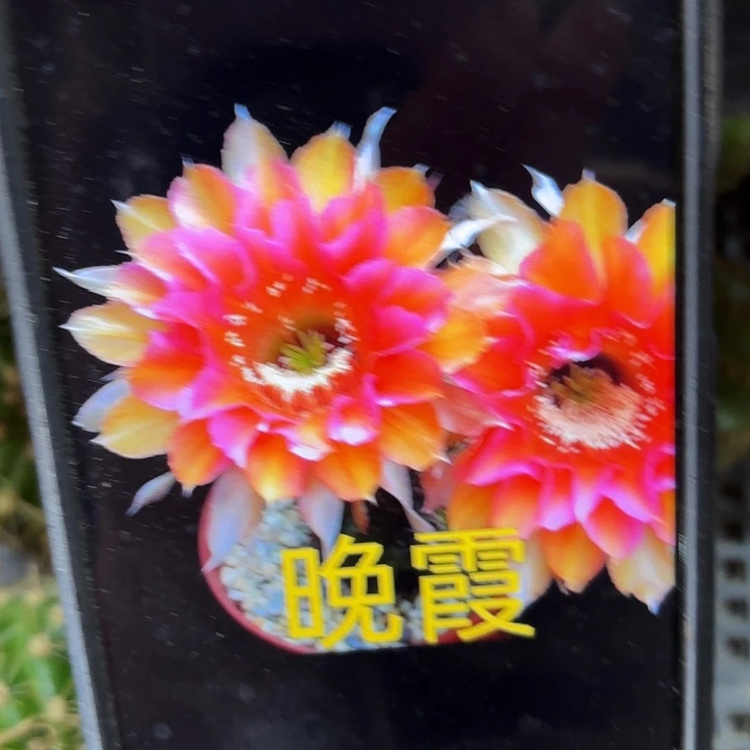 晚霞彩侧牙20包邮17