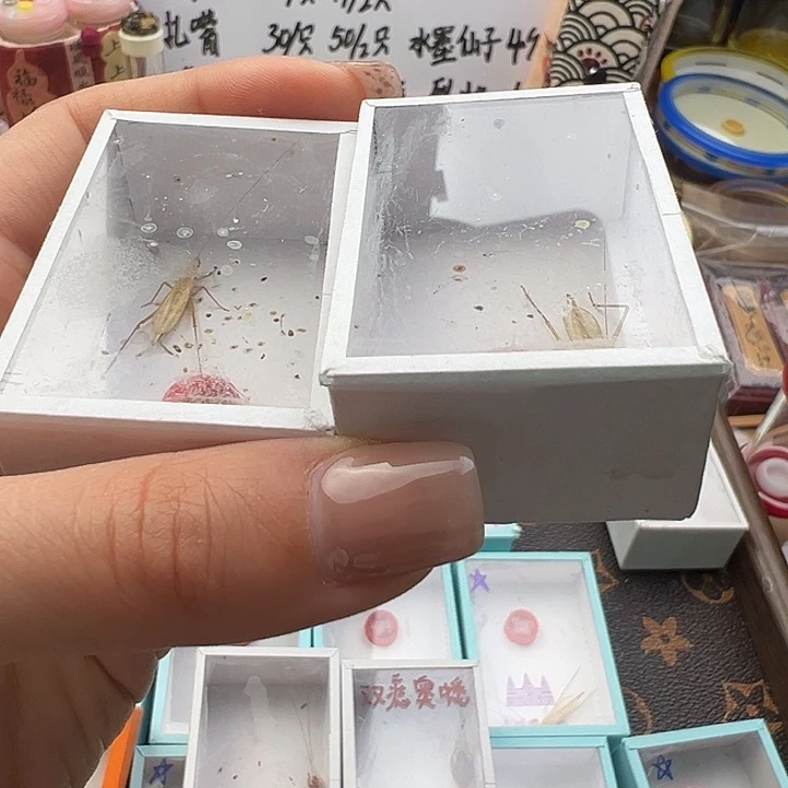 小***军柬埔寨断须两只竹岭