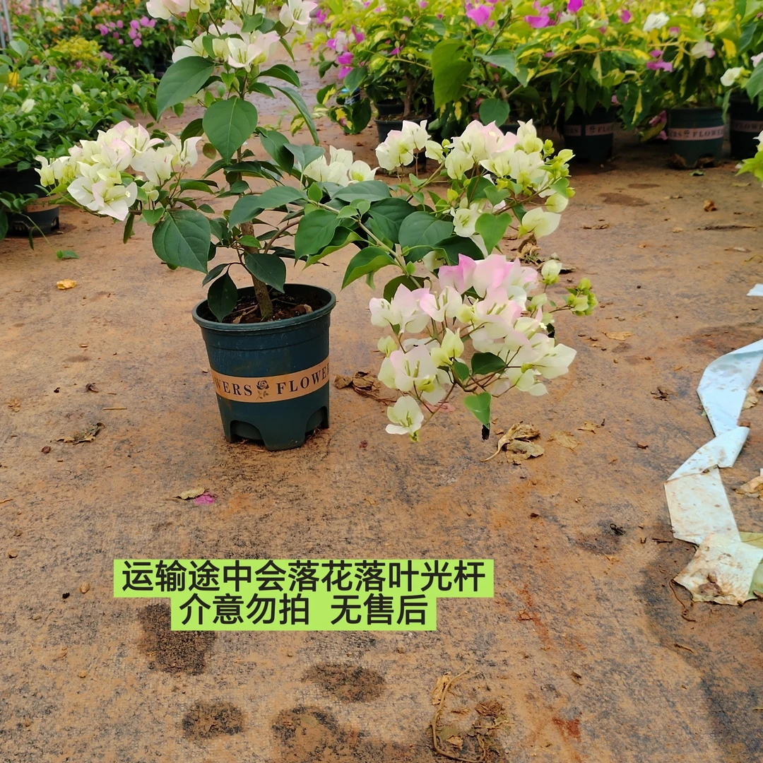 浩【绿樱】运输途中叶子和花会落会嫣会黑介意勿拍无售后