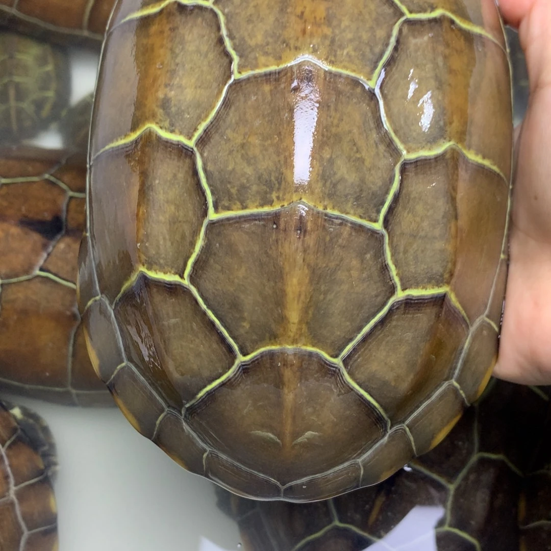 绿毛龟母中华草龟不分公母