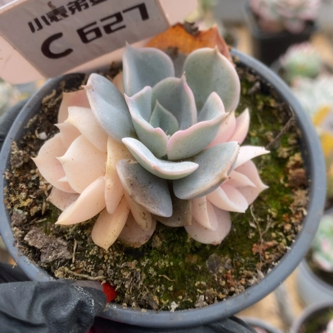 627双子座锦锦锦锦锦锦锦