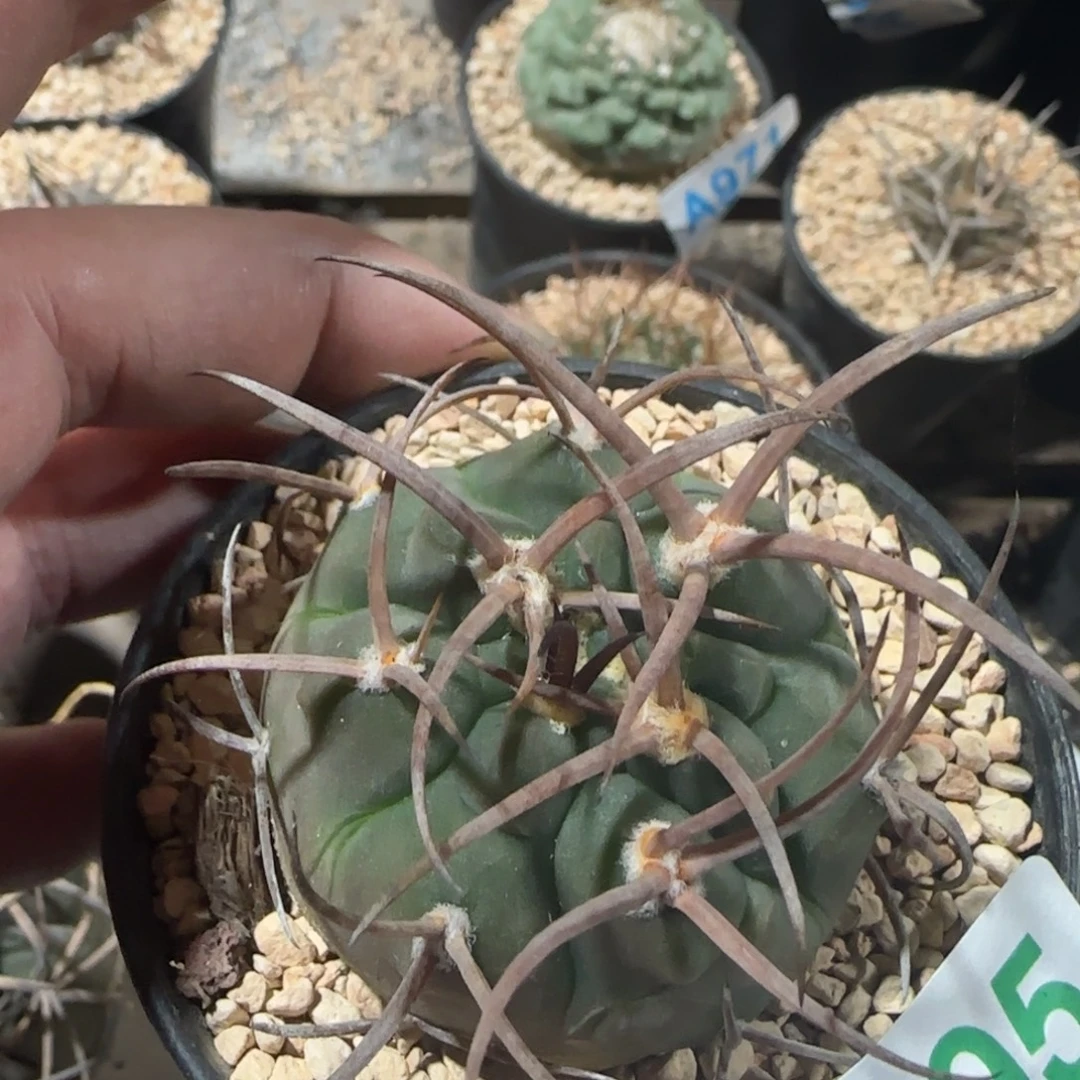 天平 实生仙人球095