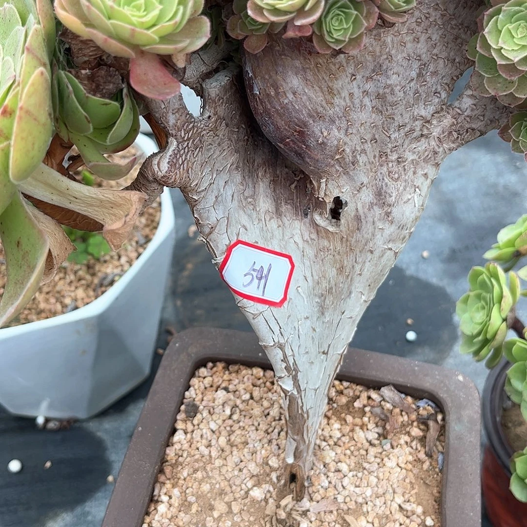 多肉植物541号多肉植物