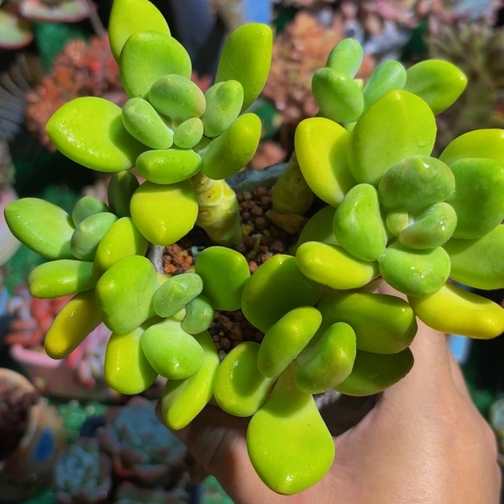 芒果奶老桩一颗 多肉