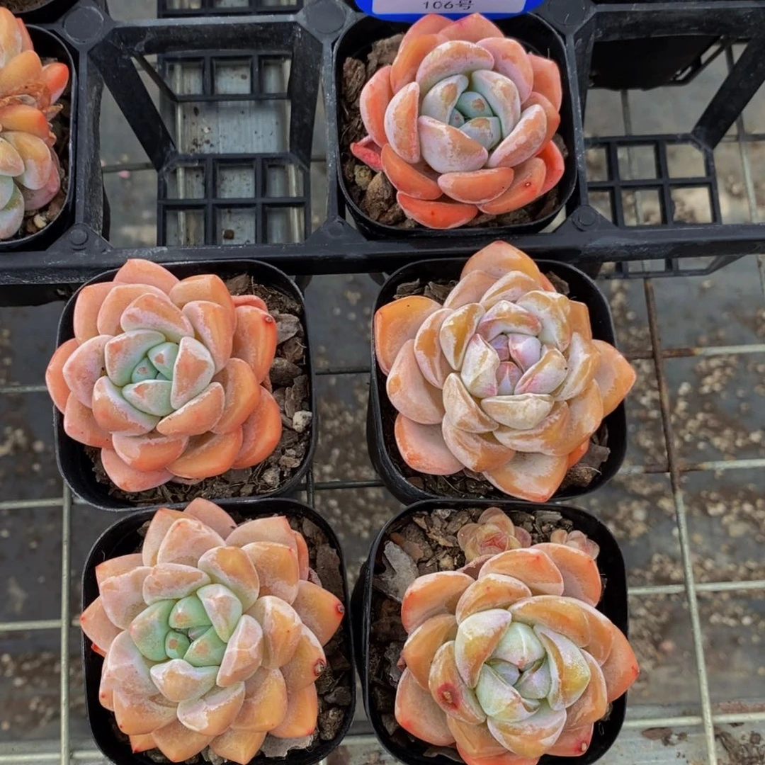 106-精品奶油冰橙单头五个