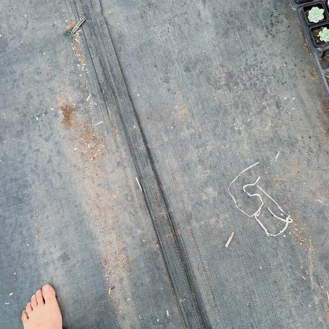 ᴛ****满盆带颜色各种各样的