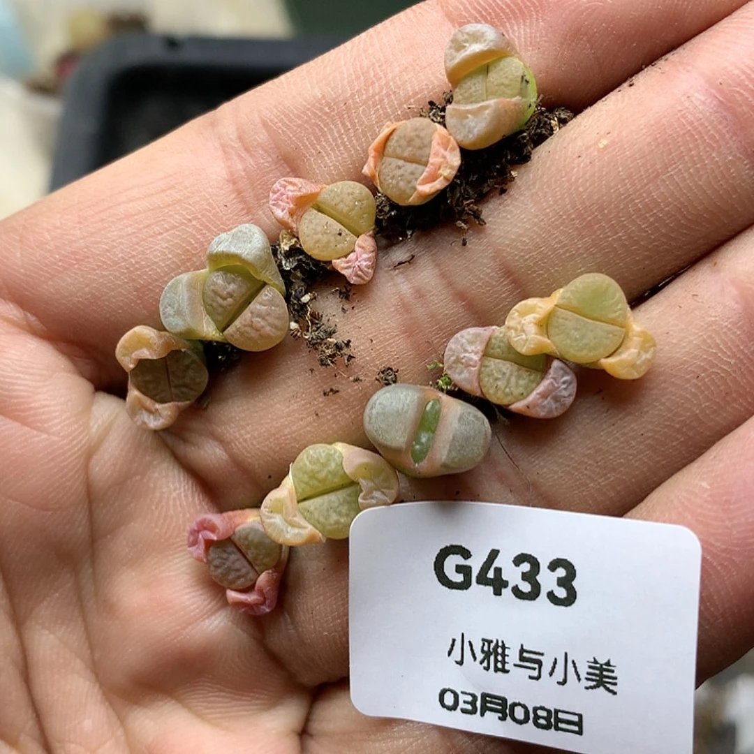 G433多肉植物保护