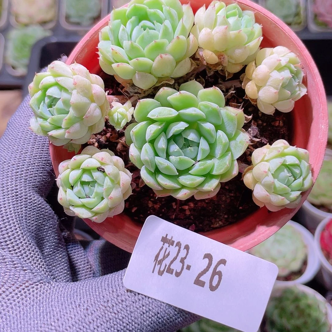 花利美23-26羊脂球