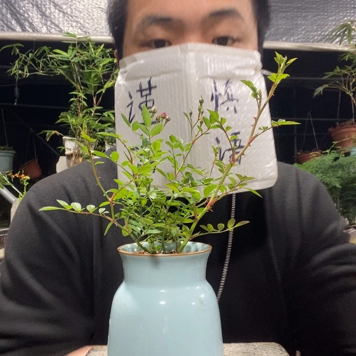 以实际为准盆景绿植盆栽115