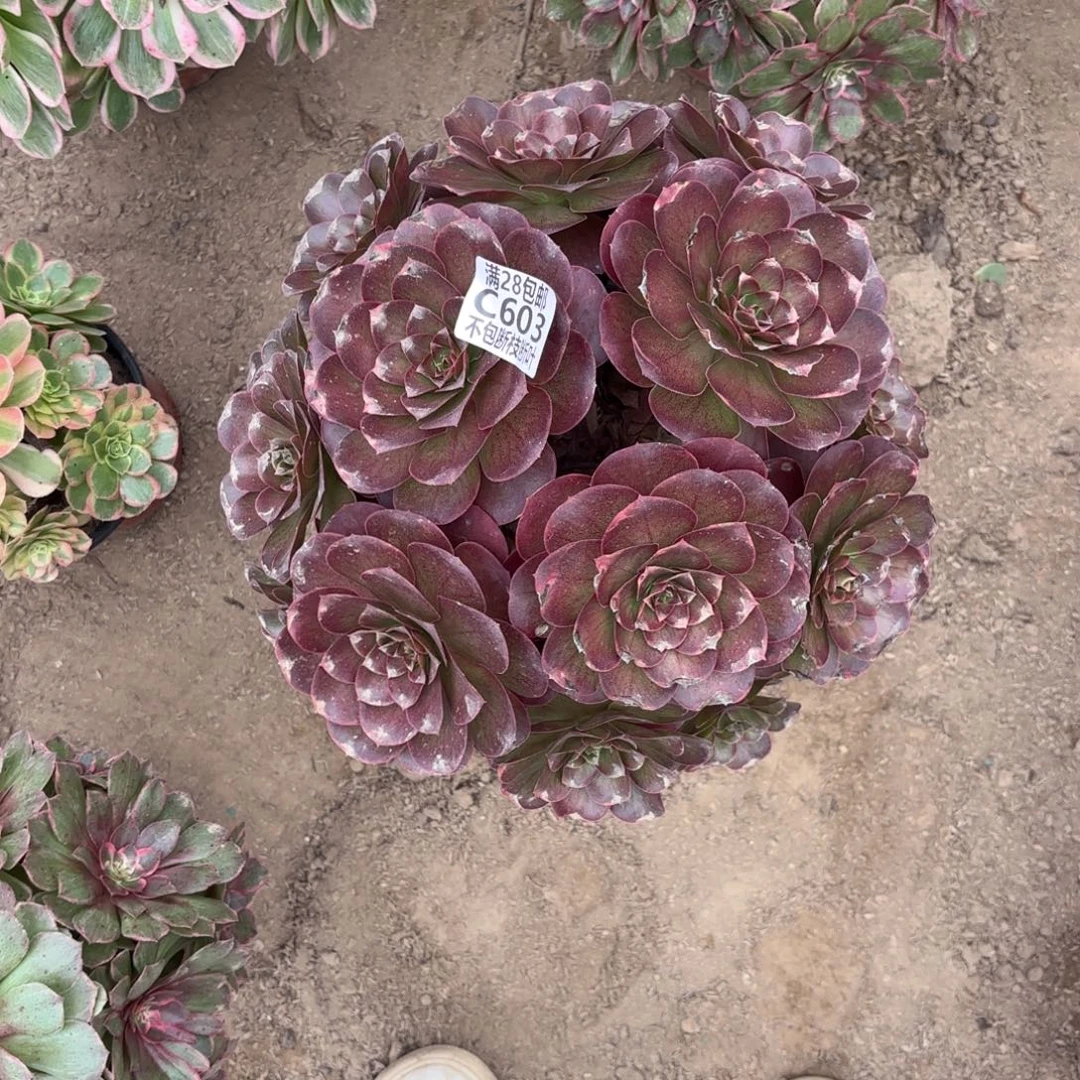 M. 603魅金玫瑰多肉1，cad