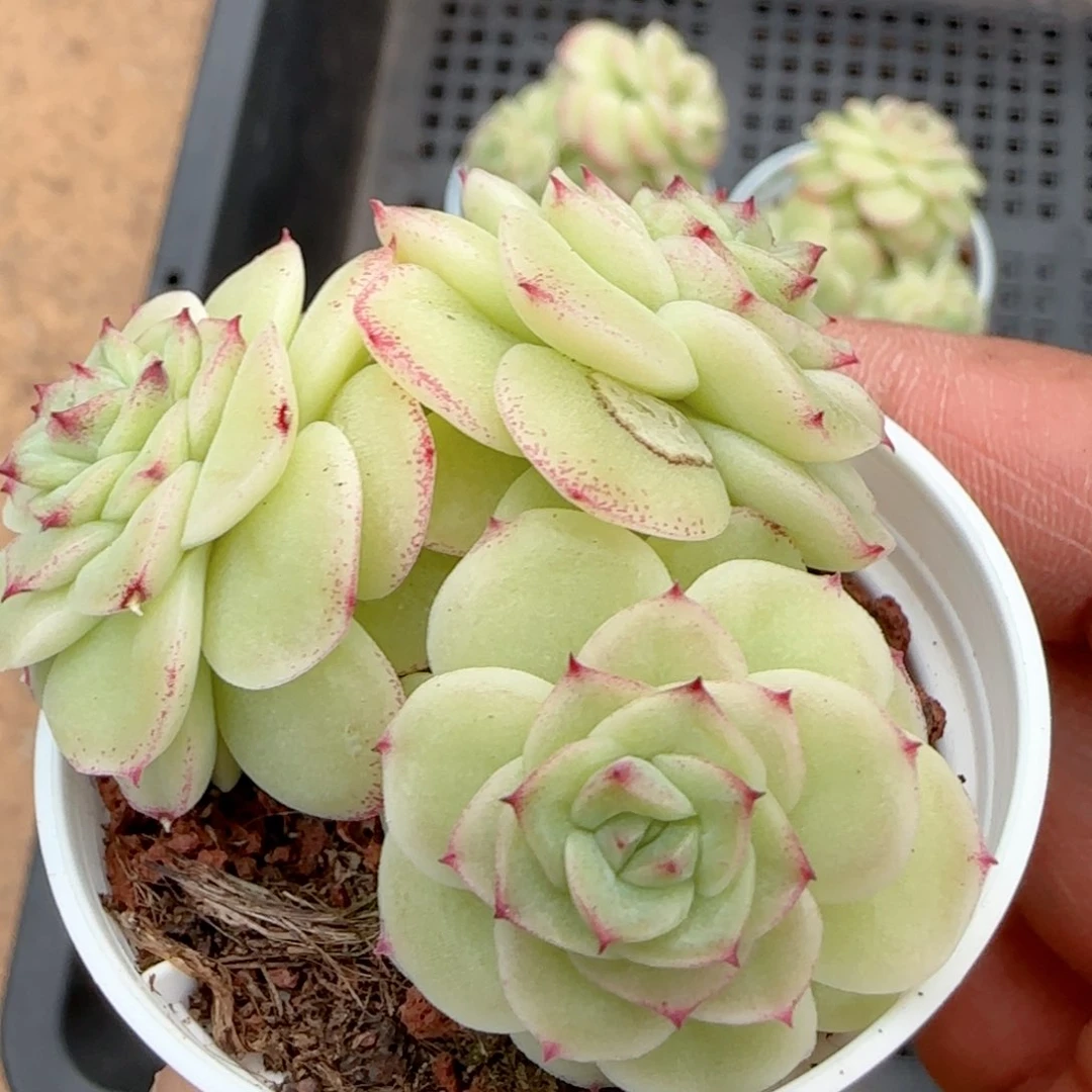 【闪购商品】0214-147（fm-140-1）